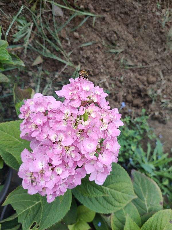 春天常见的花（春天路边爆开花常见的30种花）