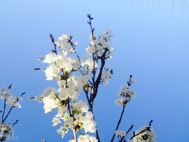 春暖花开，愿你有个好心情