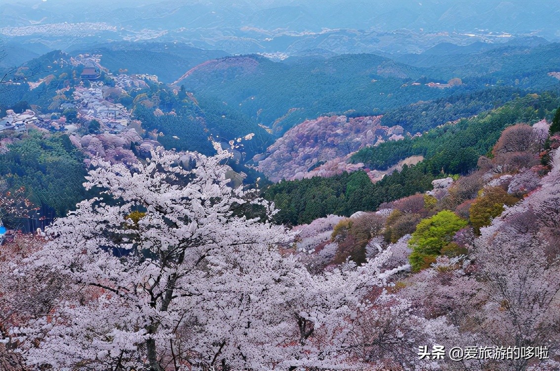 日本樱花图片（盘点大家都爱去的赏樱名地）