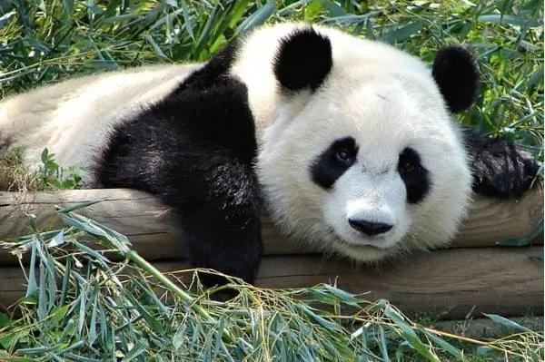 世界上最贵的十大“粪便”，猫王粘有粑粑的脏内裤价值5000英镑