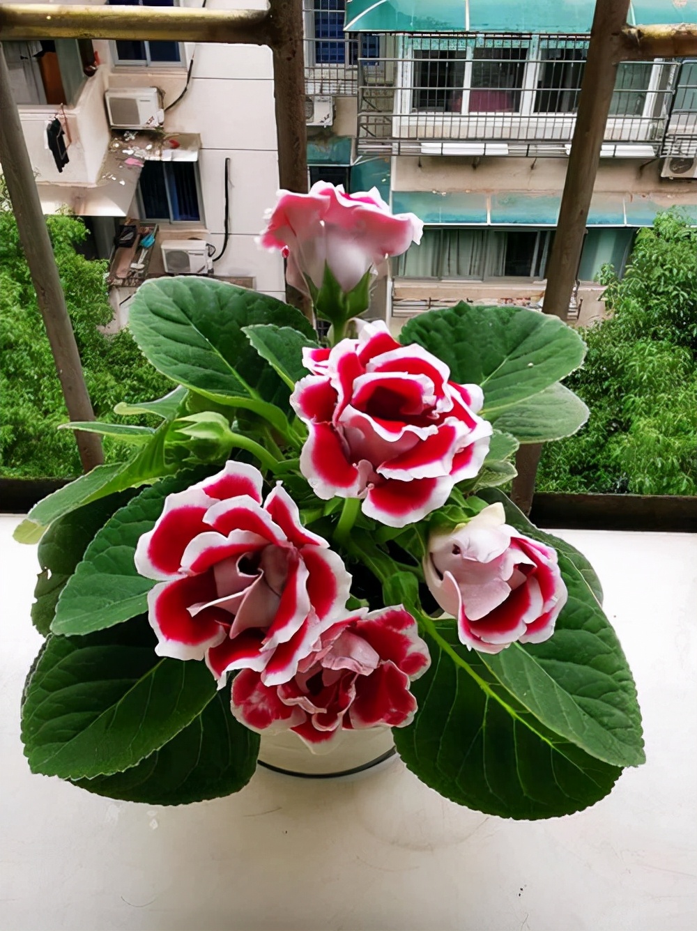 家里光线差,就养17种"阴性花",漂亮有格调,贵气又吉利