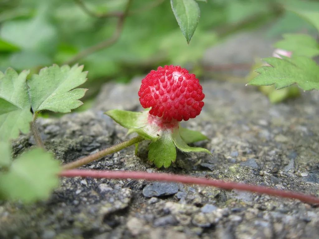 植物世界丨40种农村野果子,有的美味,有的剧毒,有的漂亮做盆栽