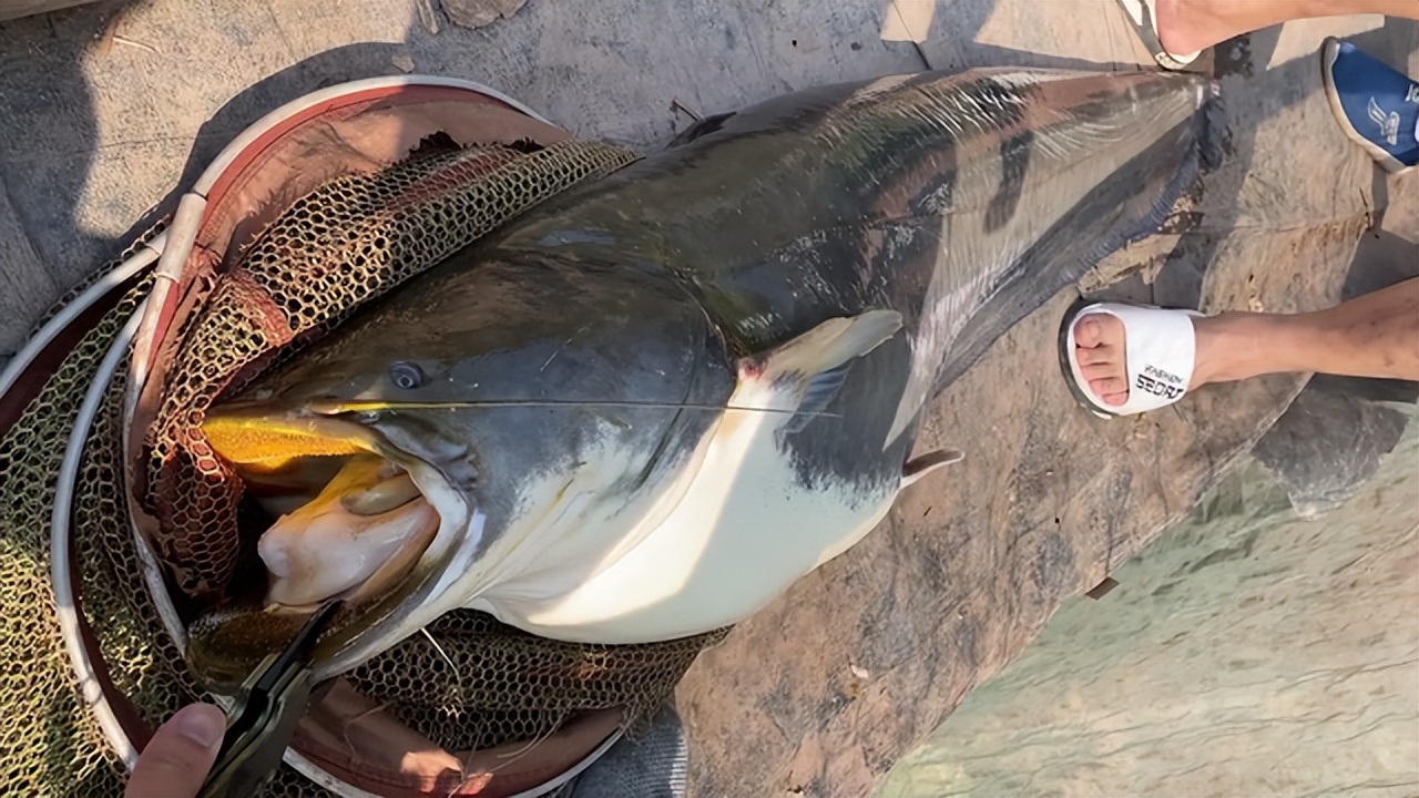 四川钓友钓到89斤"鲶鱼王"多人劝放生,网友:养起来)