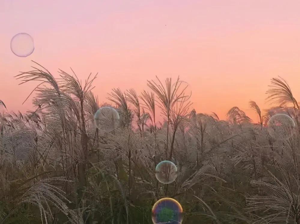 文案｜忘掉夏天种过的花，去爱秋天有结果的树