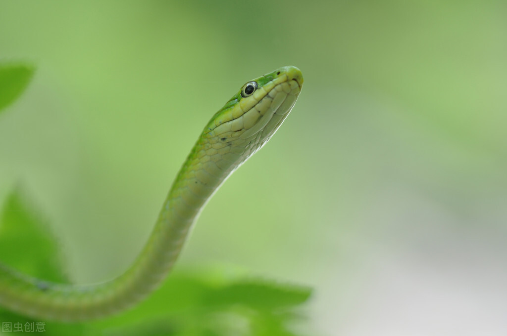 电影《青蛇·劫起》：微表情没有控制好，小青哭得跟流量明星似的