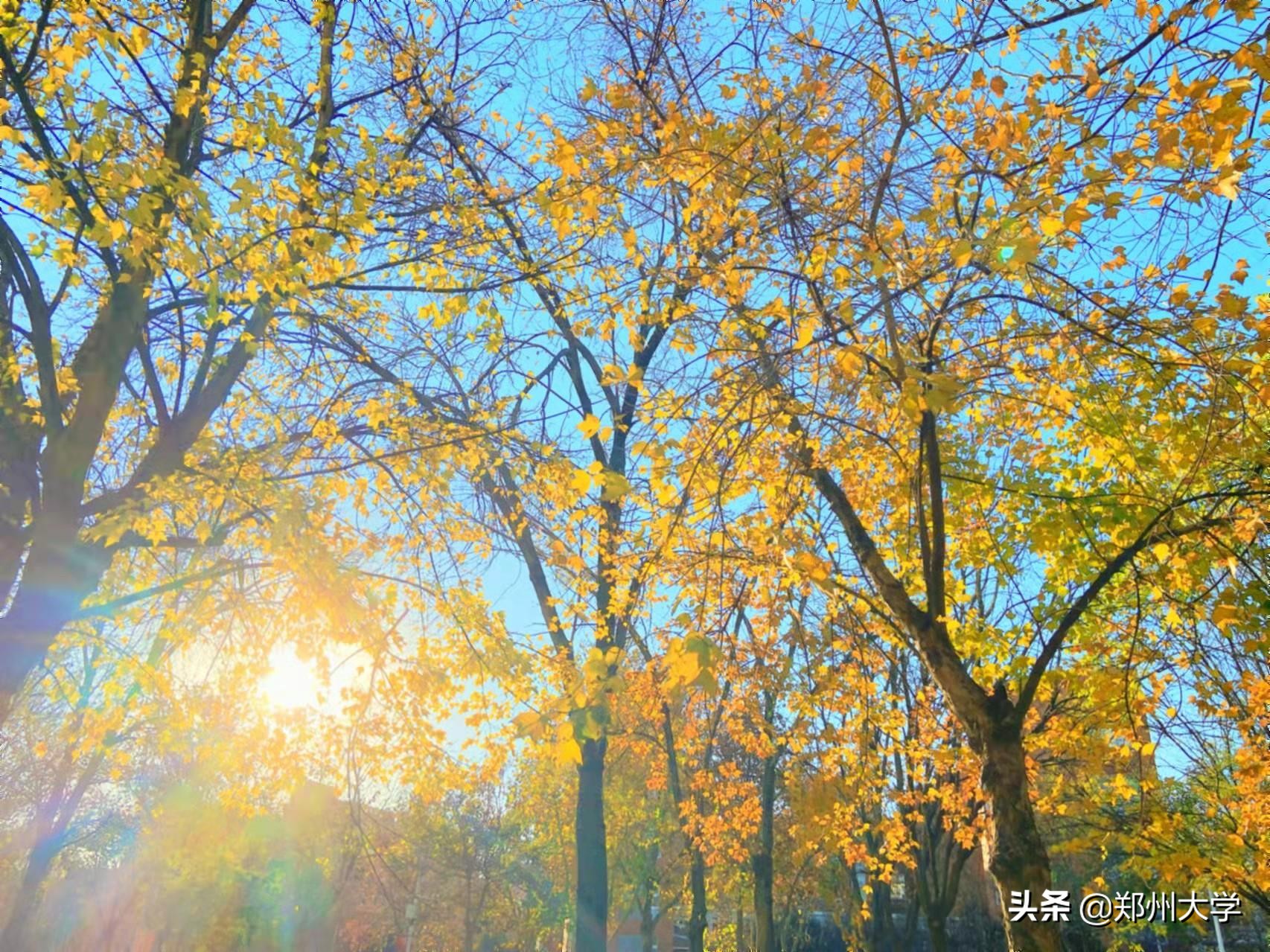 与你，郑大的日日夜夜…