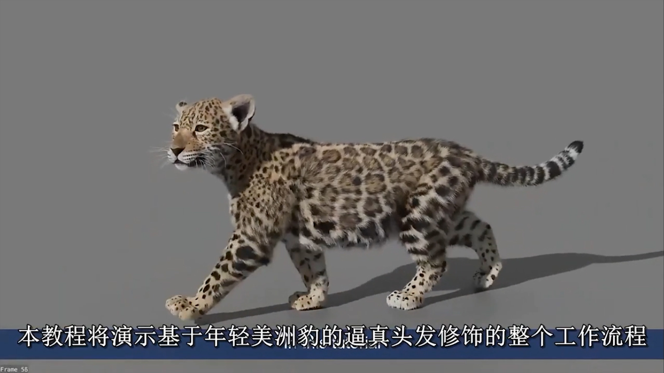 blender豹子毛发动画教程