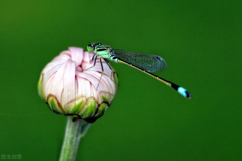 汪曾祺笔下的夏日昆虫 汪曾祺的夏天的昆虫