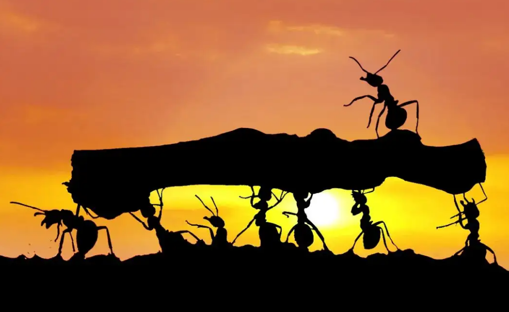从某种意义上来讲，蚂蚁是地球上进化得最完美的生物，没有之一