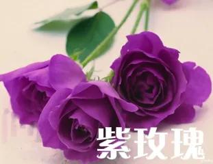 香槟玫瑰和红玫瑰哪个好（不同颜色玫瑰花的花语）