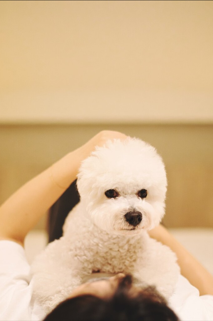 比熊犬好养吗？看看它的优缺点，就知道答案了