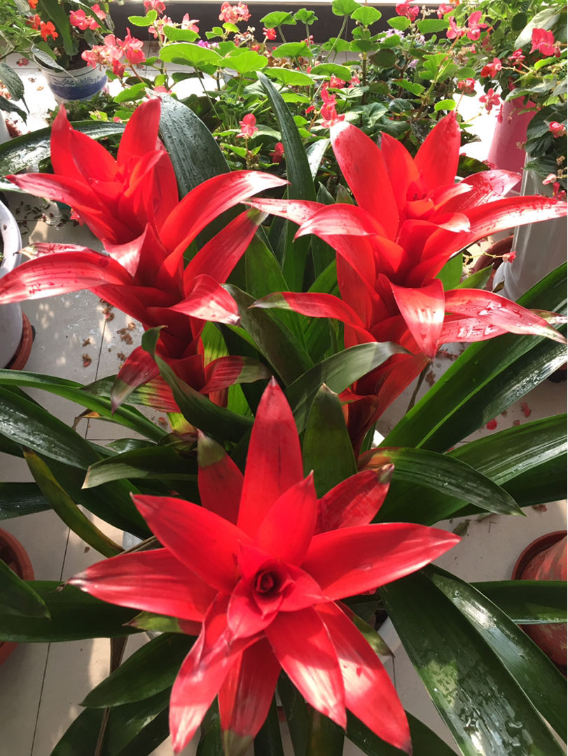 家里养"福寿花",有福气招财气,开花富贵满堂