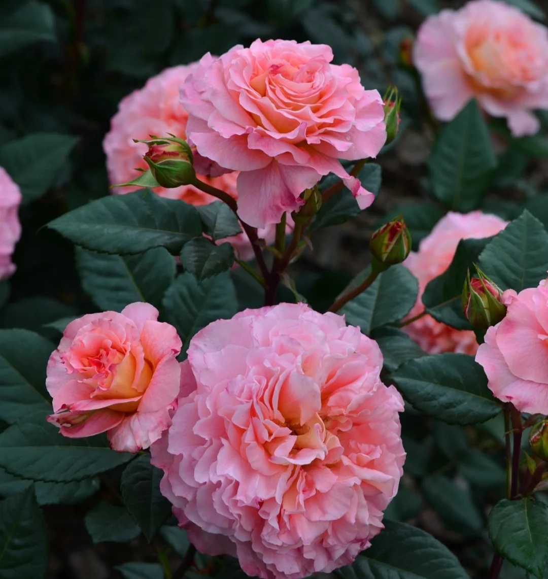 最美的极品月季花品种(盘点十二种颜值爆表的大花月季)