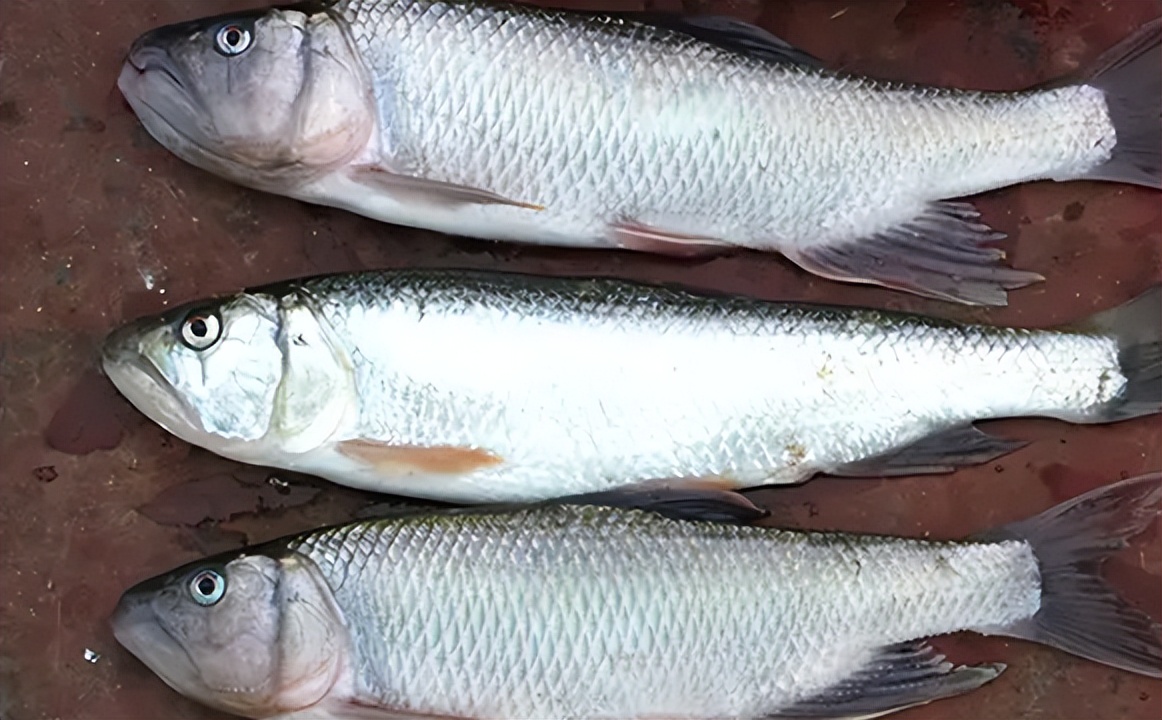 被称为"鱼中极品"的马口鱼,生长快繁殖力强,为何如今少见了?