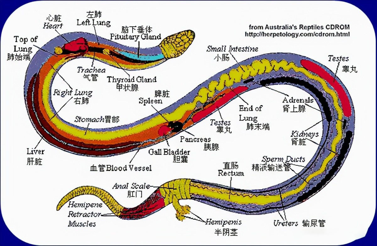 2013年,男孩与蟒蛇同居8年,蟒蛇趁人不注意跑到邻居女孩床上