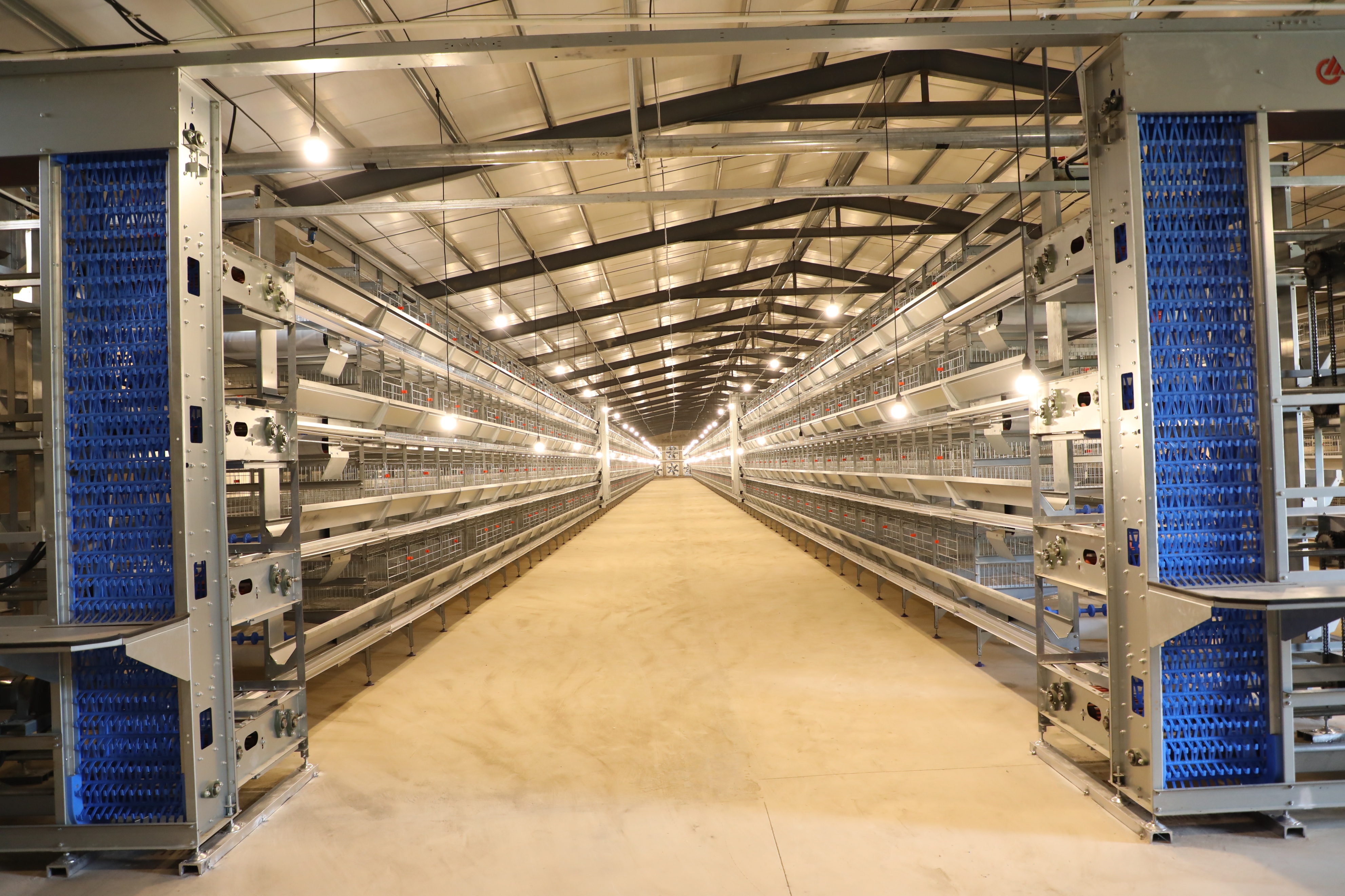 远卓农牧蛋鸡养殖自动化设备:规模化养殖管理好电器的关键工作