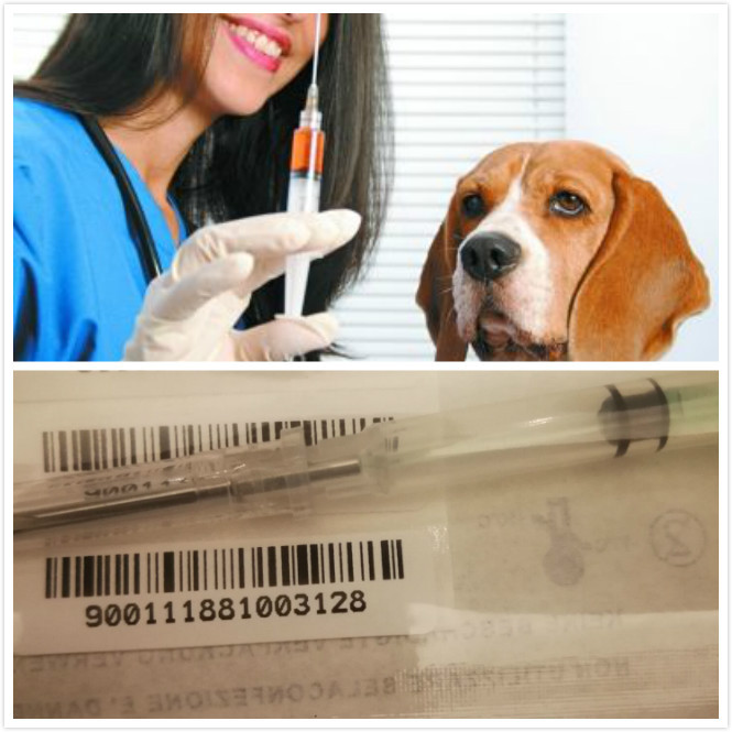 男童被黑狗扑咬,四针狂犬疫苗后仍病发离世,究竟是什么原因?