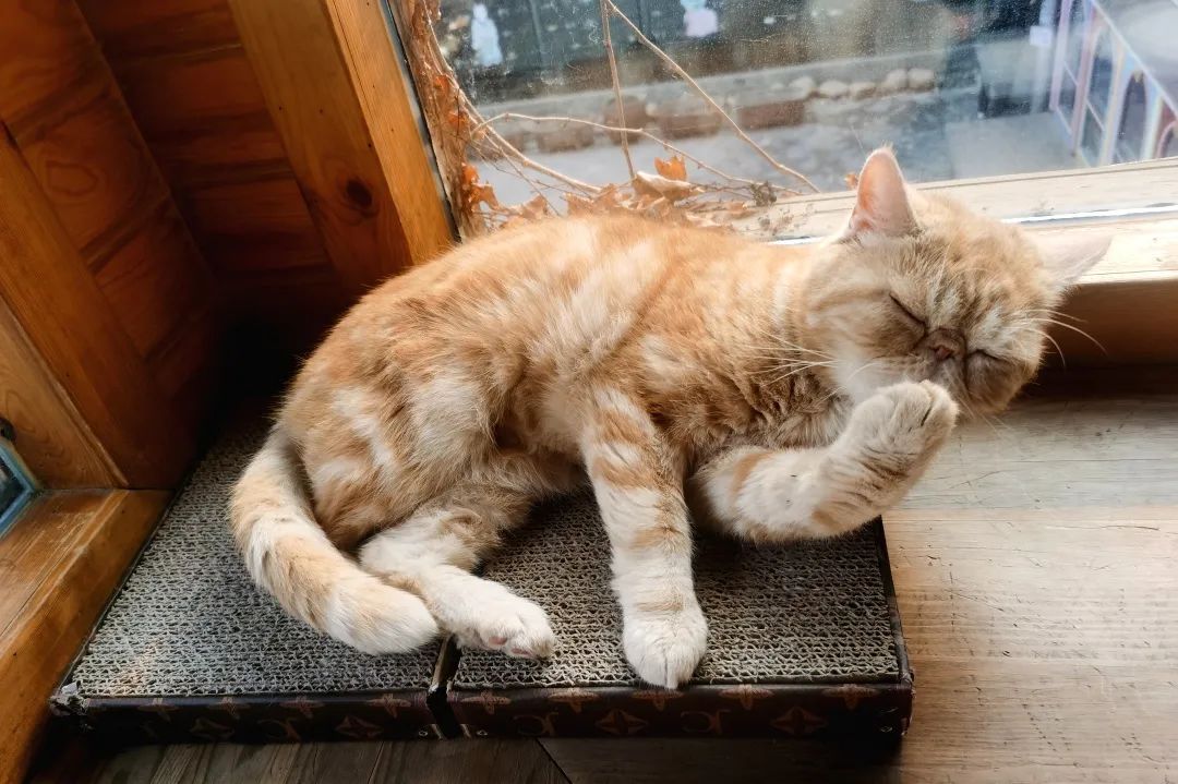 我可是拥有“三岁画老”天赋的小猫咪