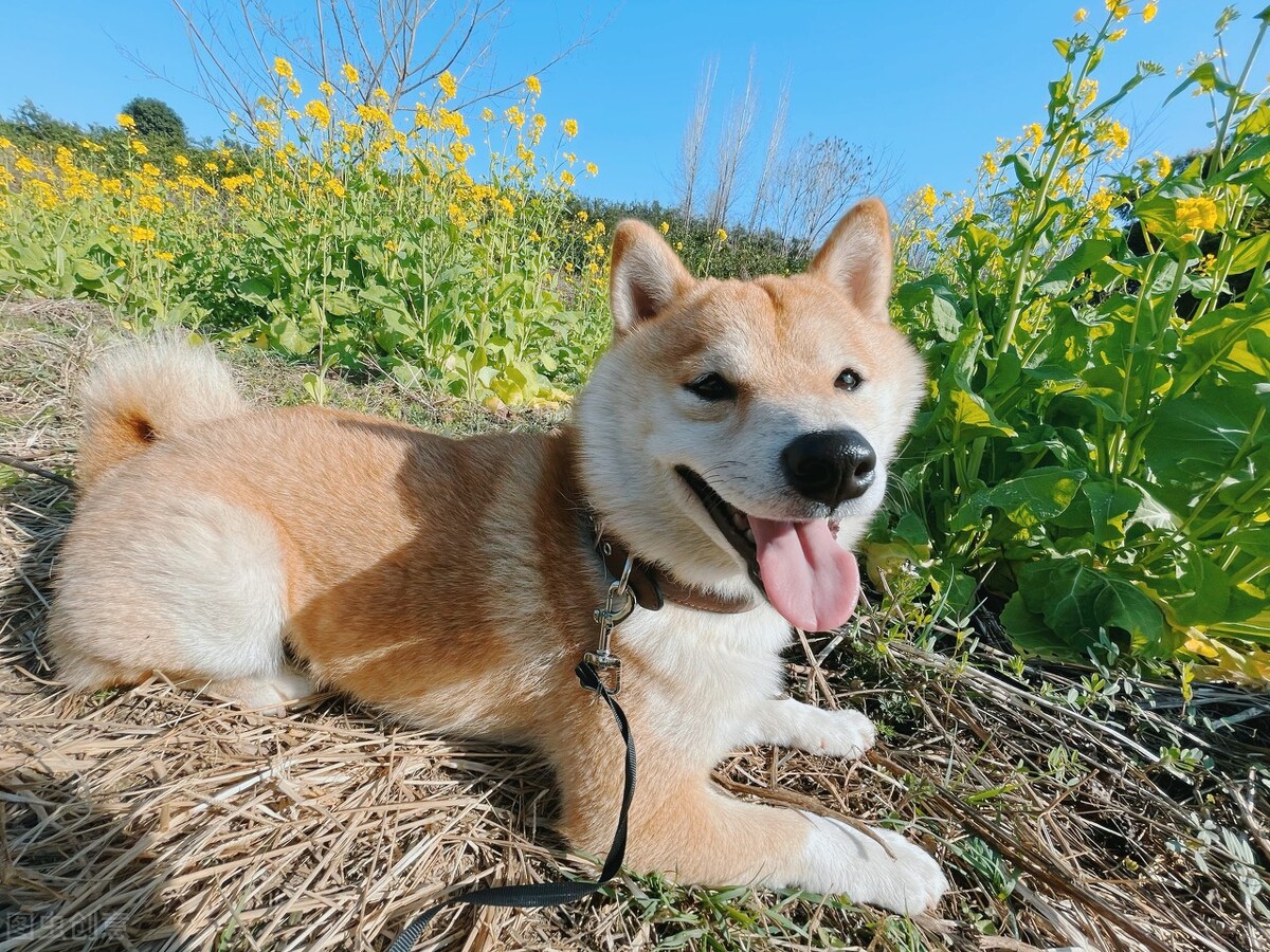 几种最旺财的狗狗,拥有一只暴富不是梦?