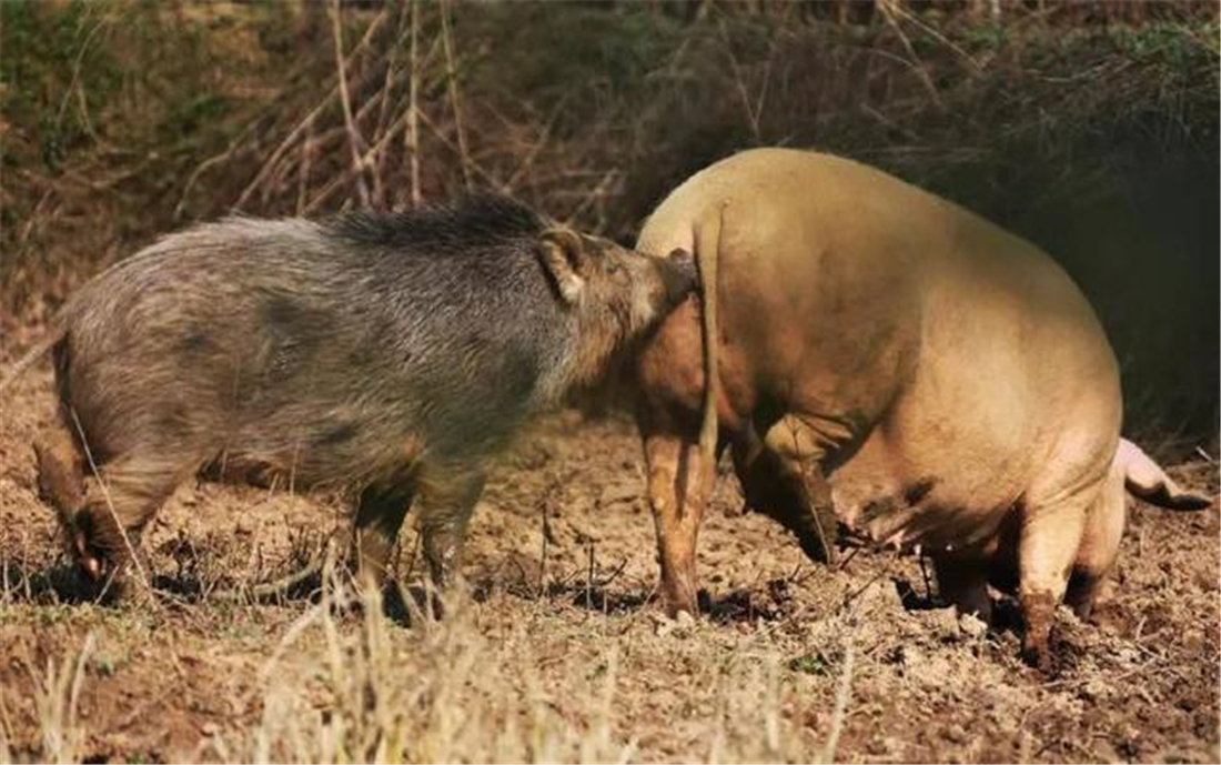 03公野猪拱倒猪圈墙,母猪跟着"私奔"上山