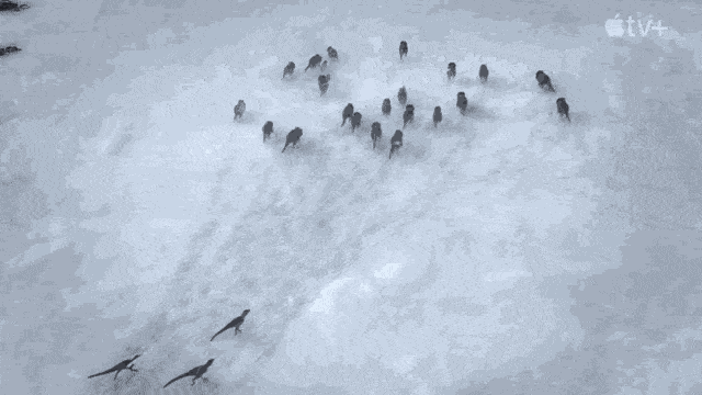 重磅更新！比《侏罗纪世界》还好看的恐龙纪录片终于上映了