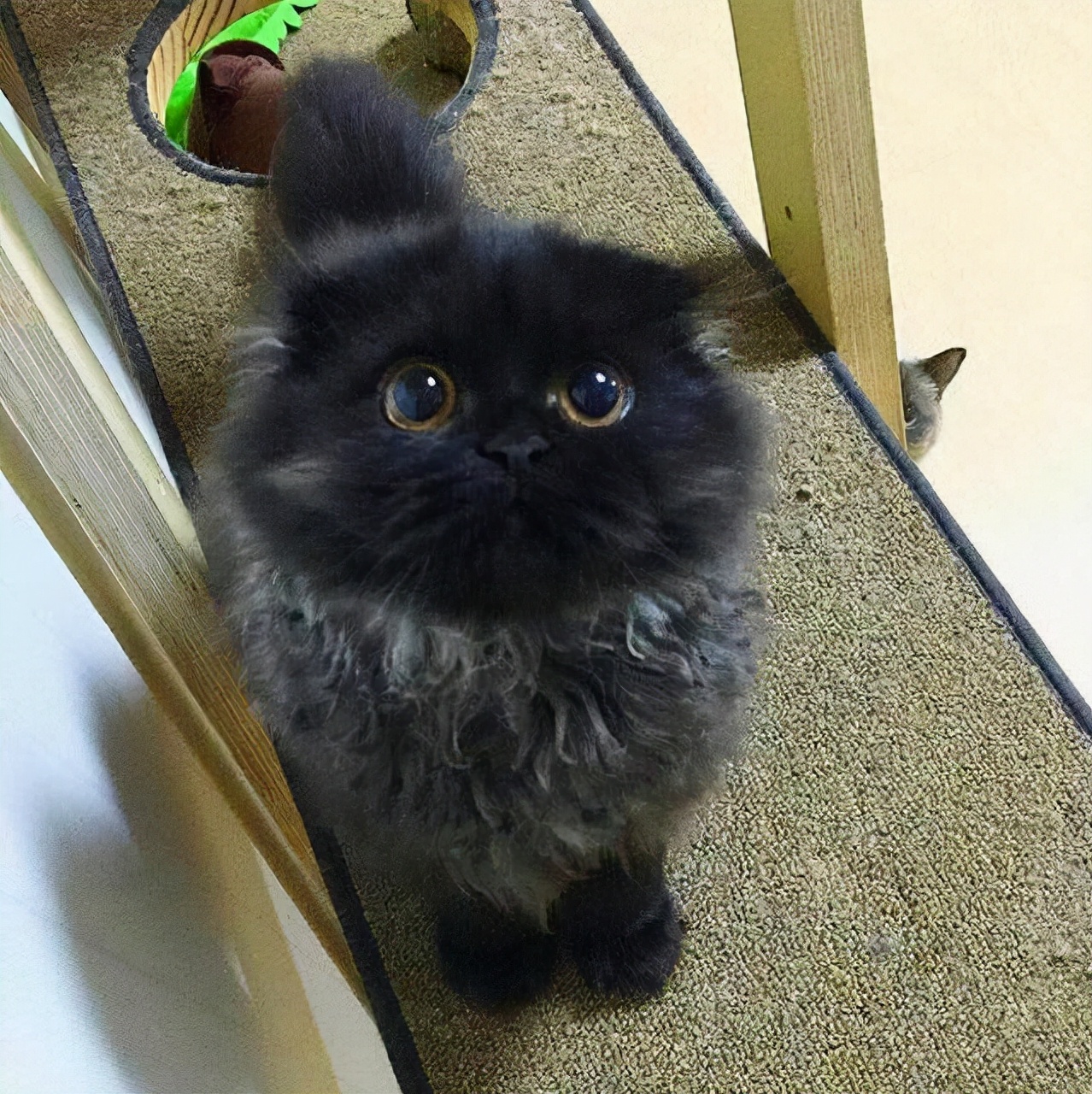 路上捡到这6种猫,立马带回家,它们会用一辈子报答你的