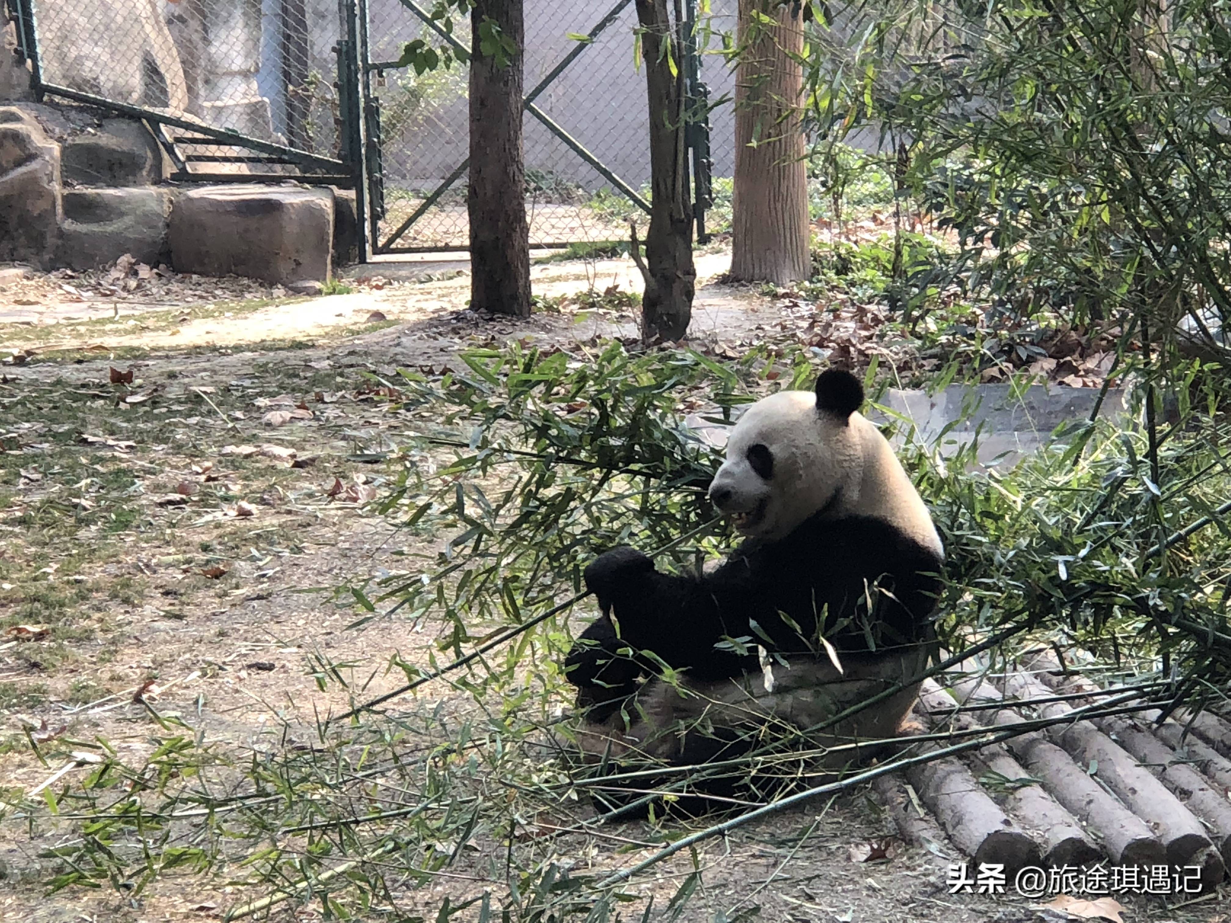 成都导游,成都导游词