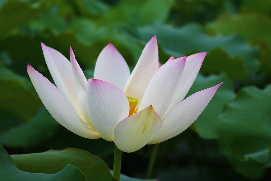 30首唯美荷花诗词，让诗意的荷花给你带来夏日的美好