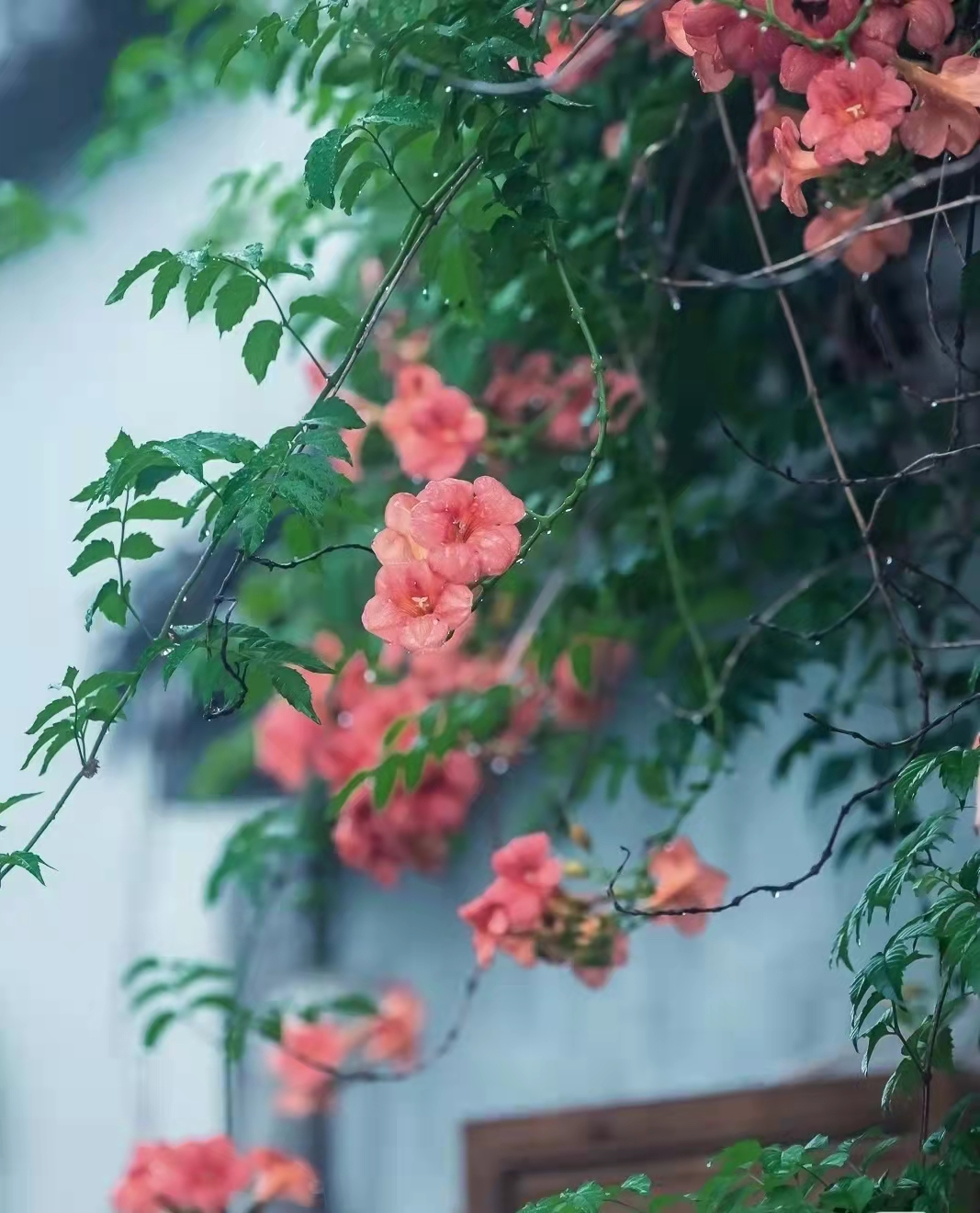每次一下雨，就想离开苏州