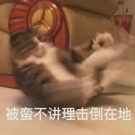 猫猫搞笑表情包