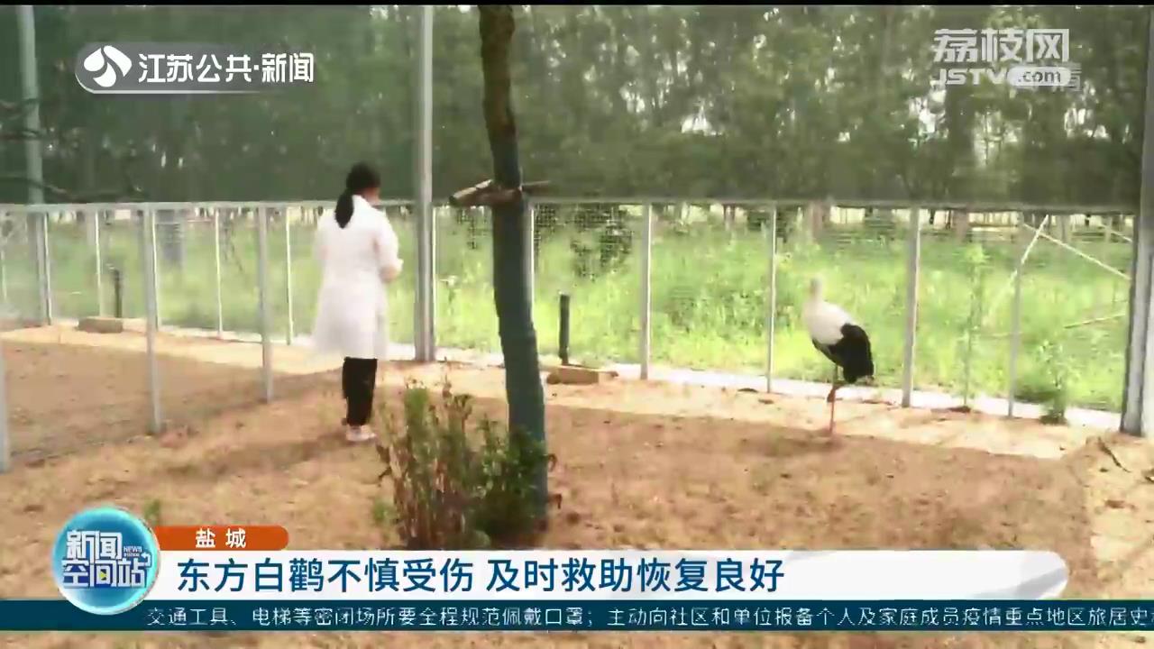 东方白鹳不慎受伤 盐城市民发现后及时救助
