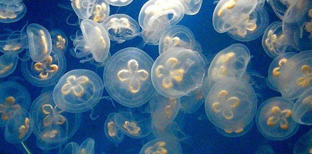 ��������ձ�ѡ�����˥�ϣ��������������⾿����Ϊʲô��