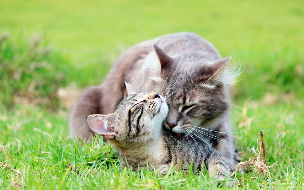 猫咪最新年龄换算表！猫咪1岁=人7岁，原来是错的，别信了