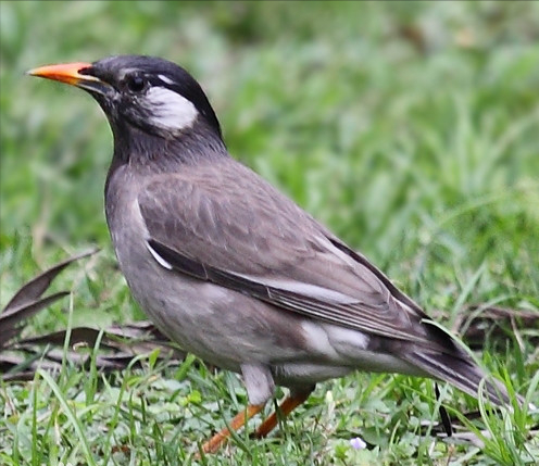东江揽胜:鸟类观察手册(27)——雀形目之椋鸟科