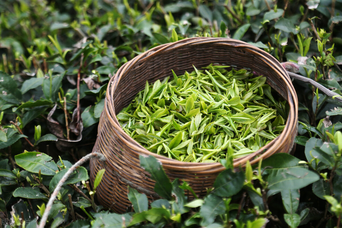 2000元一斤的茶叶，是不是比20元的茶叶更营养？怎么选择口粮茶？