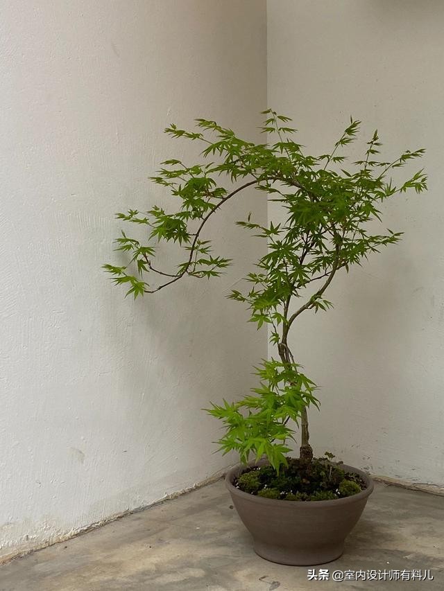 她家135㎡极简原木风，无沙发、茶几、电视，一张餐桌承载所有
