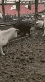 女朋友出差了，说去了上海出差，还给我发来了一张这样的照片