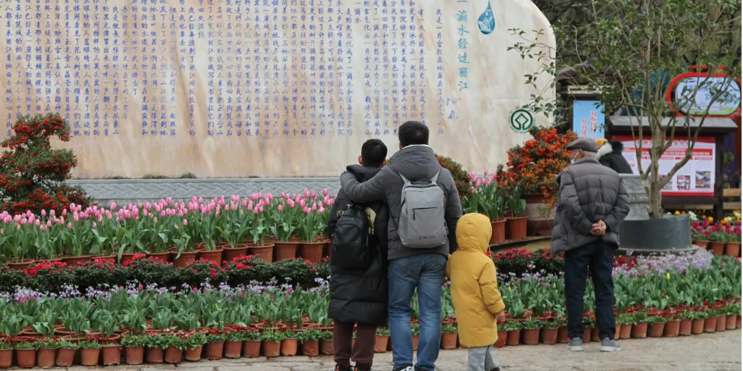 新春临近 在丽江古城率先进入“花的世界”