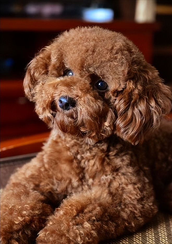 曾经非常受欢迎的泰迪如今怎么没什么人喜欢养了