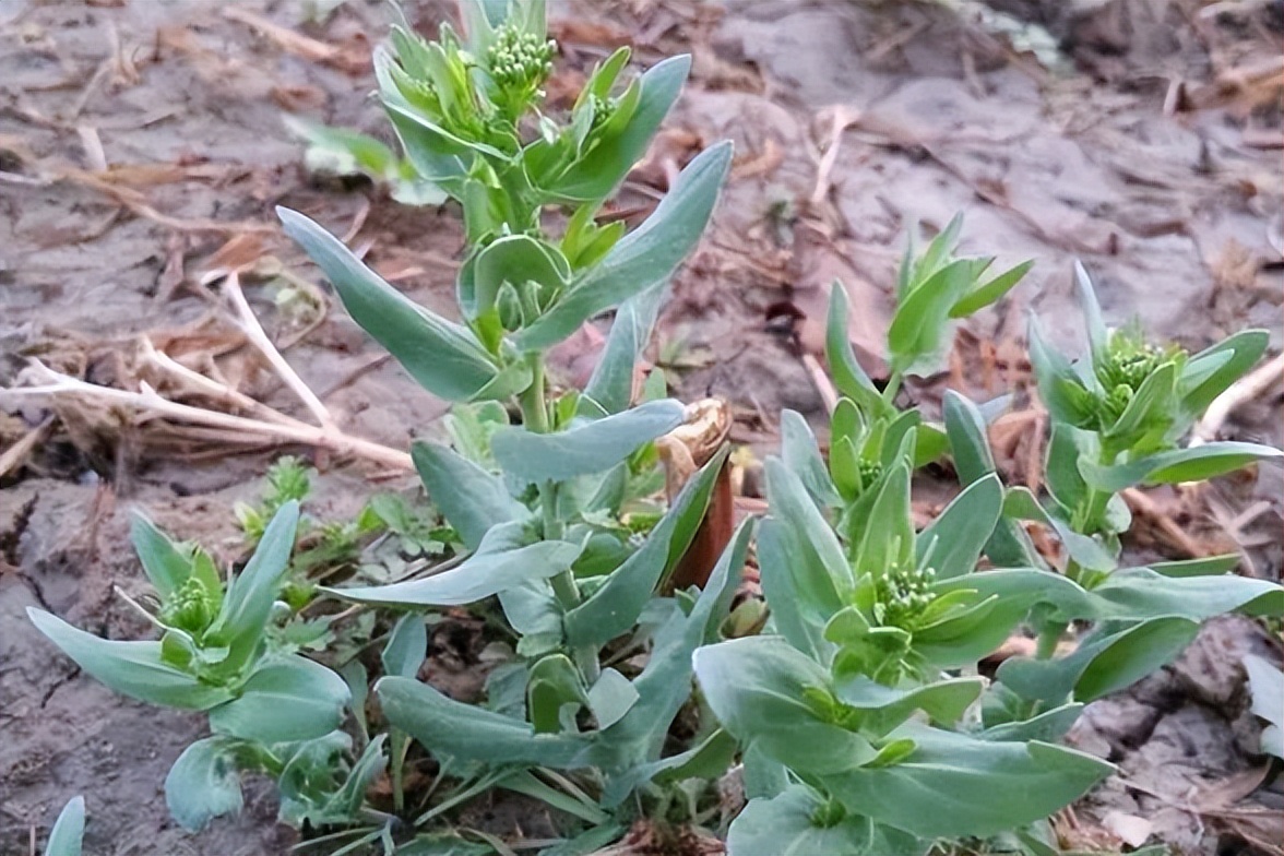 常被认成"面条菜",实际上是"王不留行",价值也很高别忽视