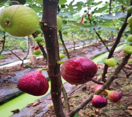 无花果栽培品种遗传多样性分析及SSR指纹图谱构建