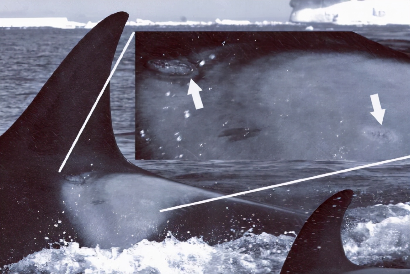 来自深海的恐怖生物生吃了虎鲸和鲨鱼，咬碎了人类的潜水艇。