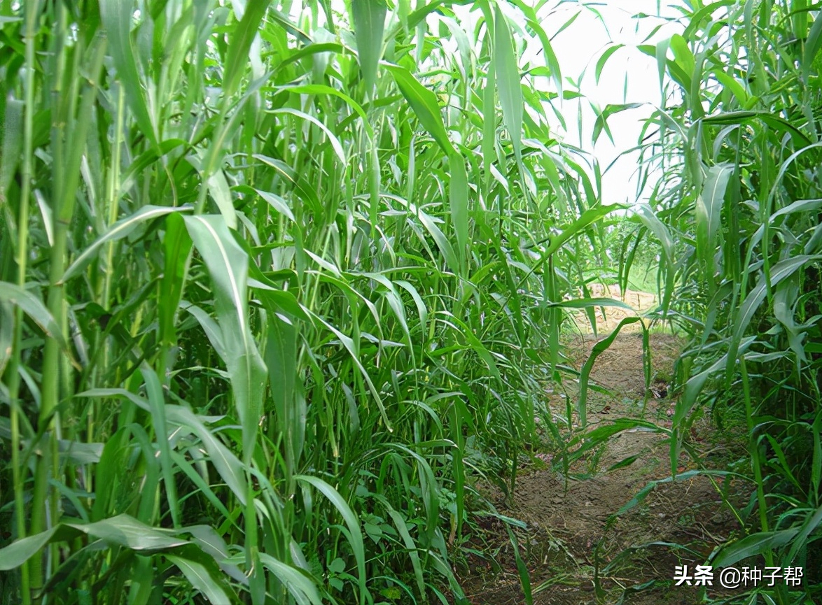 能長7米高的美國高丹草，年收割6~8次，適口性好，含糖量高