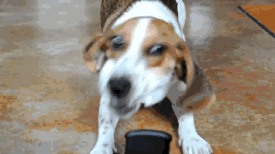 可卡犬價格 可卡犬多少錢一只,可卡犬多少錢一只