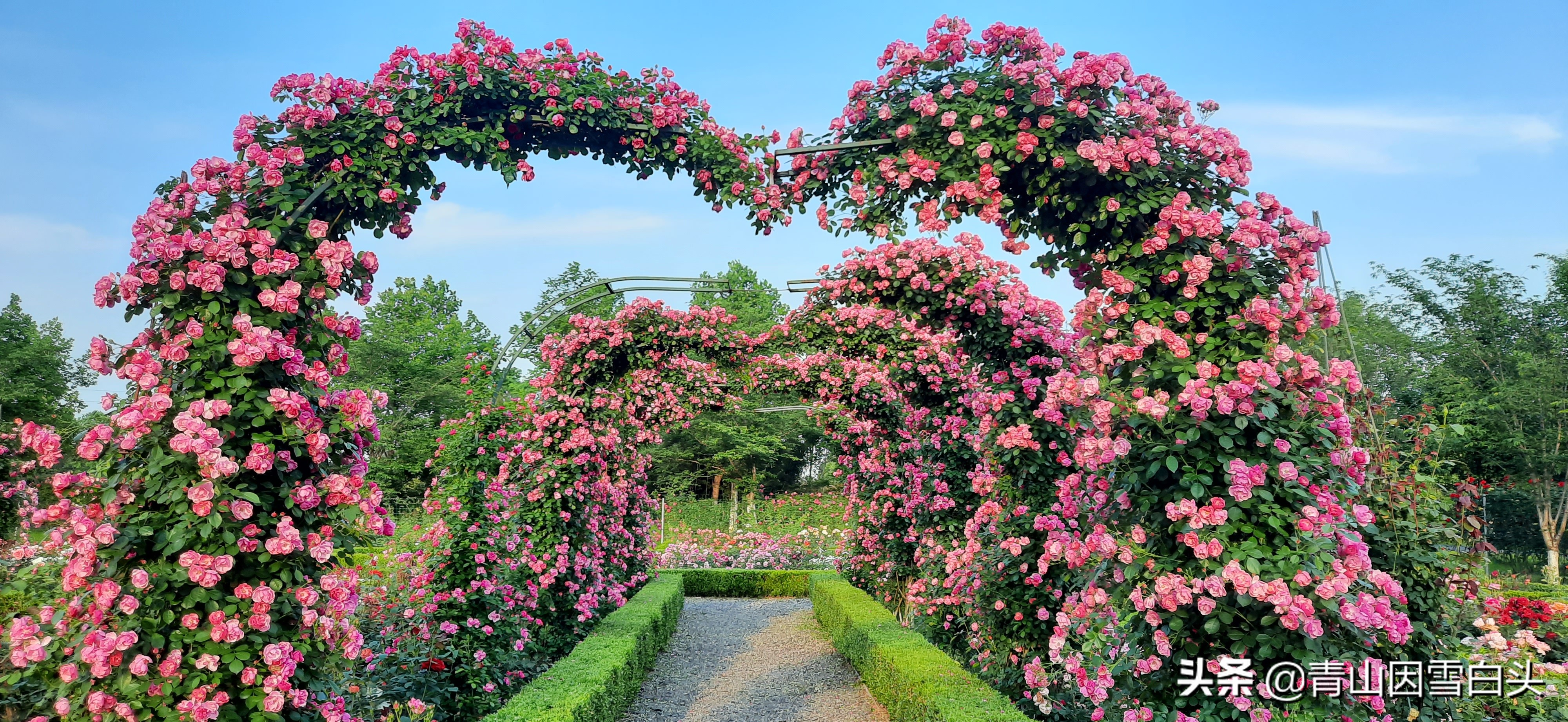 玫瑰拱门