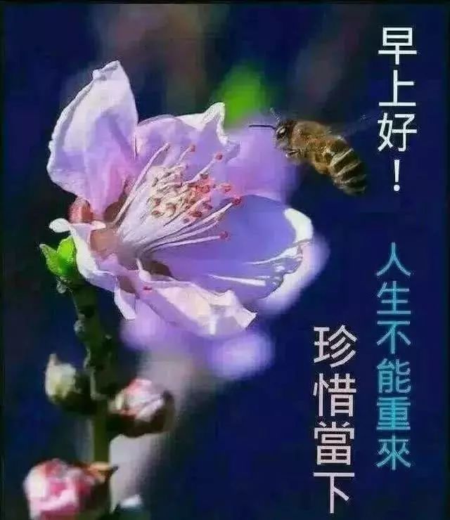 早上好祝福问候语大全 早上好的句子带图片图片