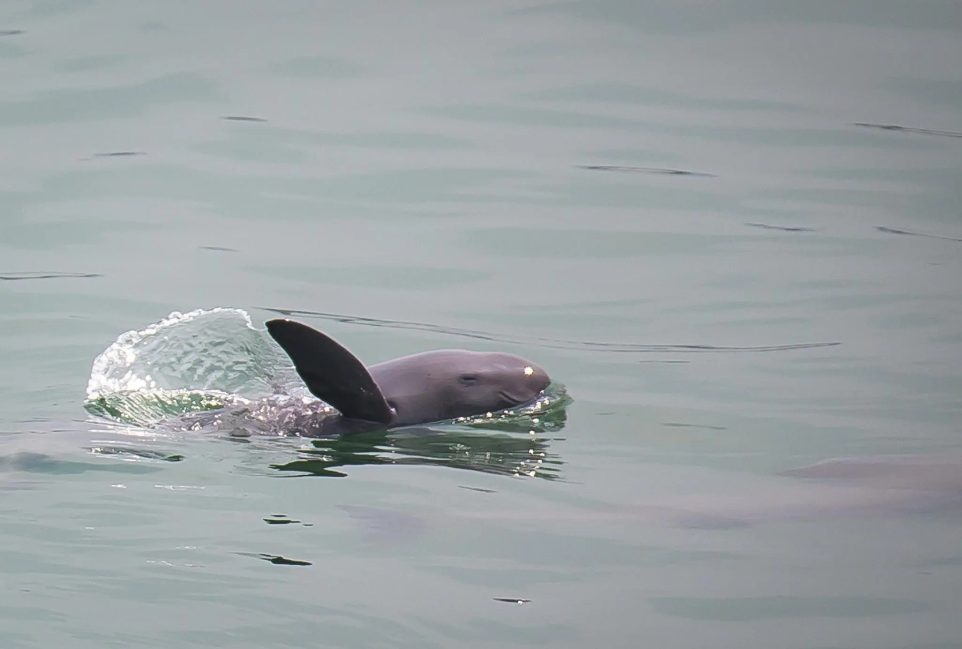 超级大鱼图片大全(男子钓上63斤巨型鳡鱼) - 赤虎壹号