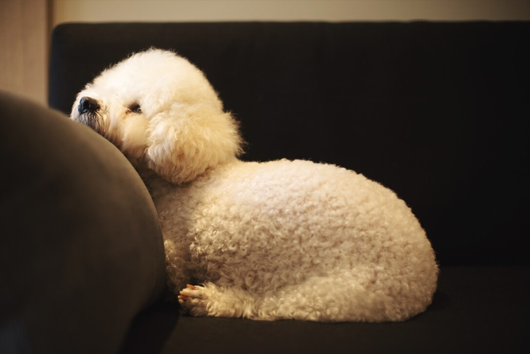 比熊犬好养吗？看看它的优缺点，就知道答案了