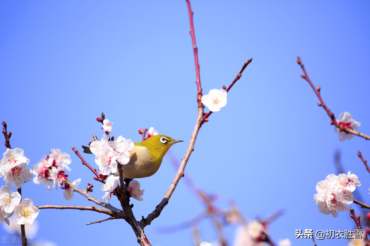 ​唯美春节古诗三首：春还春节美，春日春风过，春情处处多