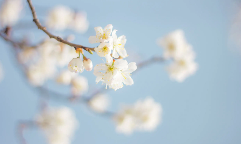 「诗词鉴赏」春有约 花不误，樱桃花竞相绽放，不负好春光